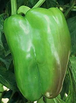 vegherb 250 Samen der chinesischen Riesen - Gemüsepaprika vegherb 250 Samen der chinesischen Riesen - Gemüsepaprika von vegherb