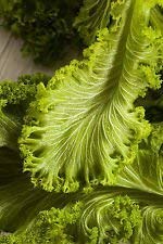 vegherb 31G Green Wave Senfkörner ~ Zesty Blattgemüse für Salate ~ Nicht ohne Gentechnik Usa vegherb 31G Green Wave Senfkörner ~ Zesty Blattgemüse für Salate ~ Nicht ohne Gentechnik Usa von vegherb