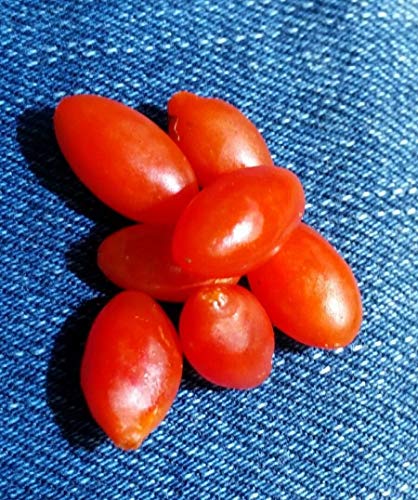 vegherb 50 Samen der Authentic Goji Beere - Chinesisch Superfruit Bocksdorn vegherb 50 Samen der Authentic Goji Beere - Chinesisch Superfruit Bocksdorn von vegherb