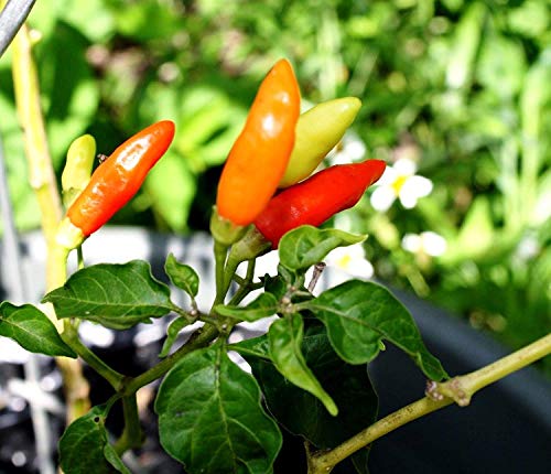 vegherb 60X Tabasco Pepper Samen | Pikante Hot Sauce Chili vegherb 60X Tabasco Pepper Samen | Pikante Hot Sauce Chili von vegherb