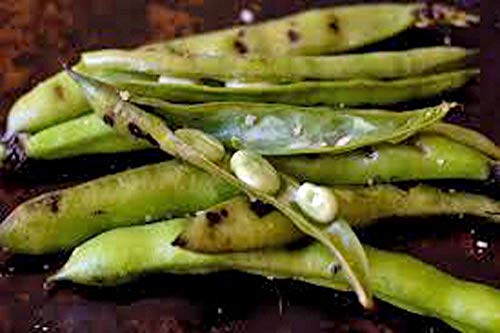 vegherb Bean, Bush Provider Samen, Bio, Non-GMO, 1000 Samen pro Packung, Deftiges Bean vegherb Bean, Bush Provider Samen, Bio, Non-GMO, 1000 Samen pro Packung, Deftiges Bean von vegherb