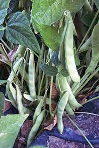 vegherb Bean, Pole Romano Samen, Bio, Nicht-GVO, 1000 Samen pro Packung, gesunde Bean vegherb Bean, Pole Romano Samen, Bio, Nicht-GVO, 1000 Samen pro Packung, gesunde Bean von vegherb