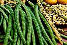 vegherb Black Eyed Peas! Hervorragend geeignet für Kochen! 30 Samen -Comb. SCH! Sehen Sie unseren Speicher! vegherb Black Eyed Peas! Hervorragend geeignet für Kochen! 30 Samen -Comb. SCH! Sehen Sie unseren Speicher! von vegherb