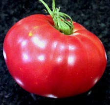 vegherb Boxcar Willie Fleischtomate Samen! Große Renditen! Kamm. S/H Siehe Unser Speicher! vegherb Boxcar Willie Fleischtomate Samen! Große Renditen! Kamm. S/H Siehe Unser Speicher! von vegherb