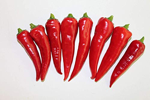 vegherb Cyklon & Leutschauer Paprika-Pfeffer. 30 + Frische Samen jeder Ab September 2017 vegherb Cyklon & Leutschauer Paprika-Pfeffer. 30 + Frische Samen jeder Ab September 2017 von vegherb