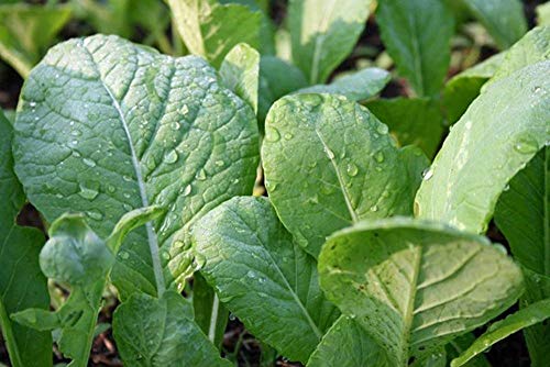 vegherb Mustard Greens, Tendergeen Samen, Orangic, Nicht ohne Gentechnik, 200 Samen pro Packung vegherb Mustard Greens, Tendergeen Samen, Orangic, Nicht ohne Gentechnik, 200 Samen pro Packung von vegherb