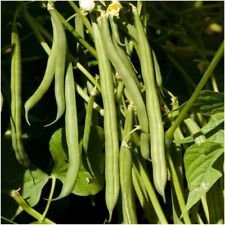 vegherb Paket von 140 Samen, Blue Lake 274 Buschbohne (Phaseolus Vulgaris) von vegherb