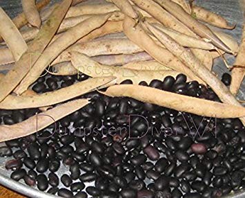 vegherb Schwarze Schildkröte/Adzuki Bohnen 35+ Seeds Köstliche Spanish Lieblings Organic Nicht-GVO vegherb Schwarze Schildkröte/Adzuki Bohnen 35+ Seeds Köstliche Spanish Lieblings Organic Nicht-GVO von vegherb