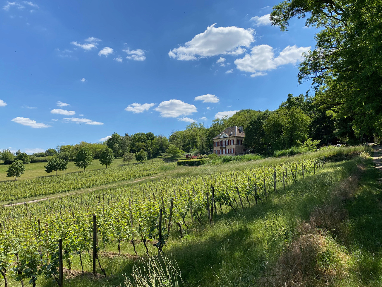 Die Pfalz im Glas – Großer Weinabend mit 15 Pfälzer Weinen von vinocentral