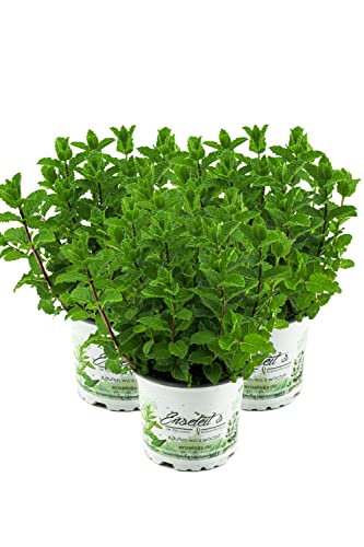 3er Set Marokkanische Minze,Mentha Spicata v. Crispa,frische Minze 3er Set Marokkanische Minze,Mentha Spicata v. Crispa,frische Minze von WESELER KRÄUTERPARADIES - GÄRTNEREI ENSELEIT