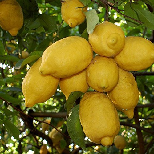 Sorrento Lemon ( Kg. 1) - Angebot 10 kg. von youdreamitaly